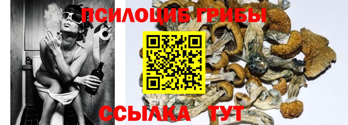 Городец  Псилоцибиновые грибы Psilocybe  Вход с VPN 